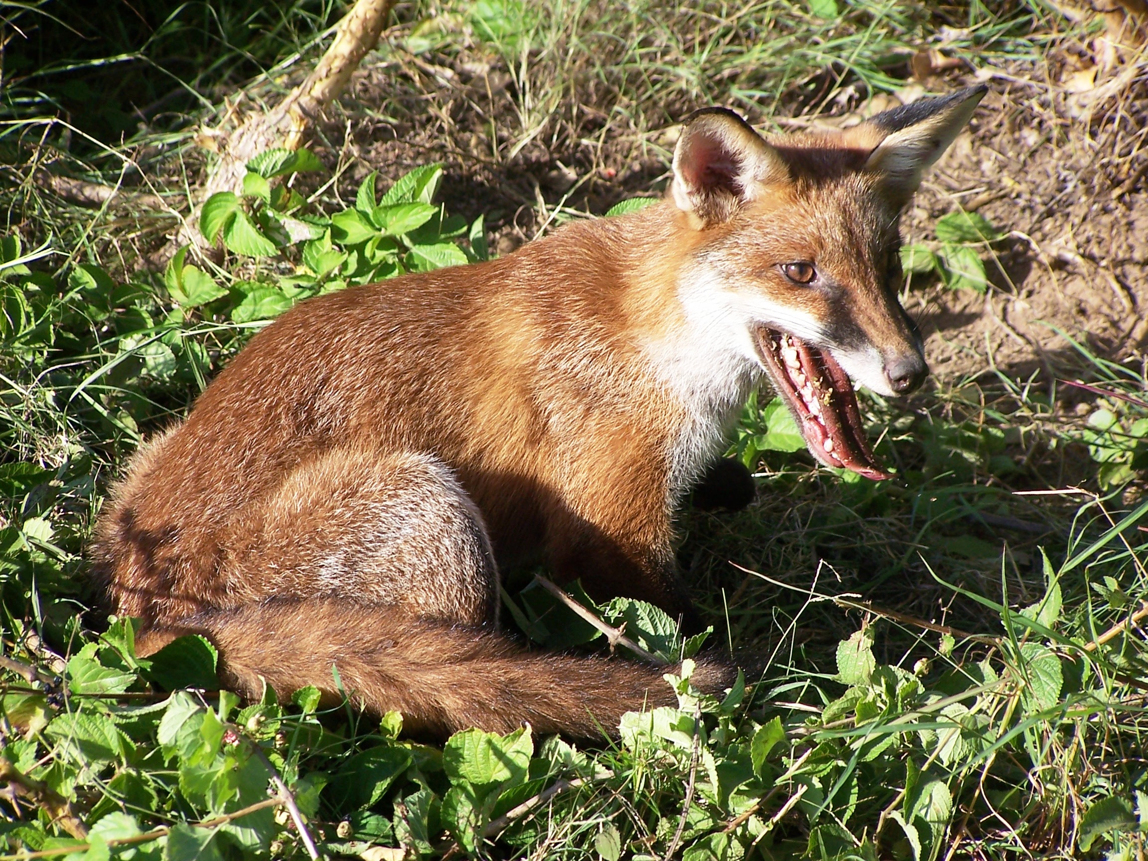 European Fox
